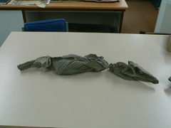 Reptilia