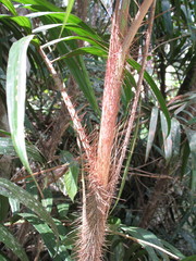 Calamus australis