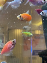 Gymnocorymbus ternetzi