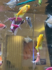 Gymnocorymbus ternetzi