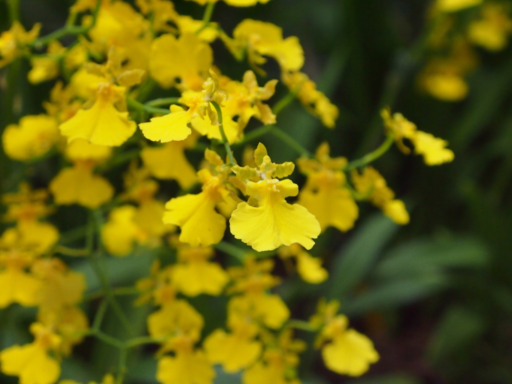 Gomesa flexuosa (Plantas da Mata Atlântica) · iNaturalist