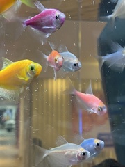 Gymnocorymbus ternetzi