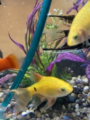 Gymnocorymbus ternetzi