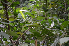 Trimeresurus popeiorum