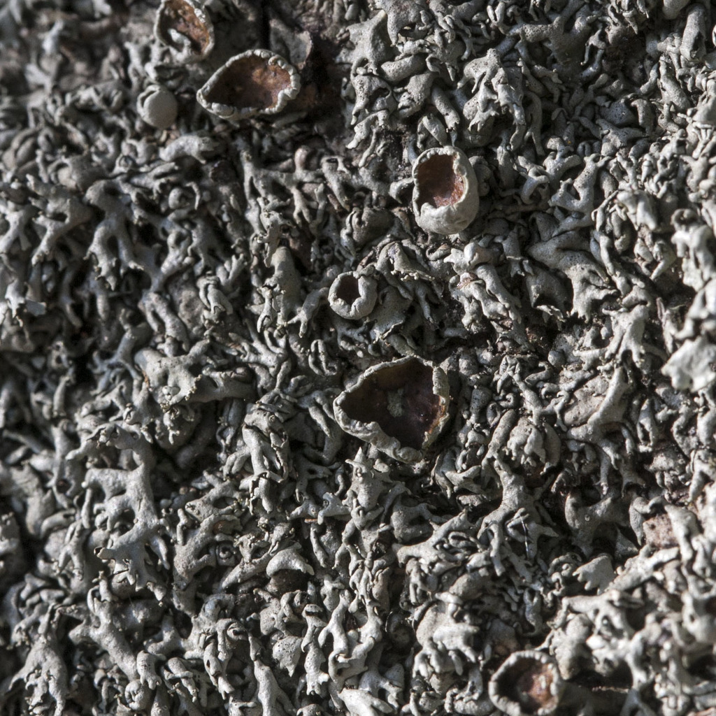 Xanthoparmelia protomatrae