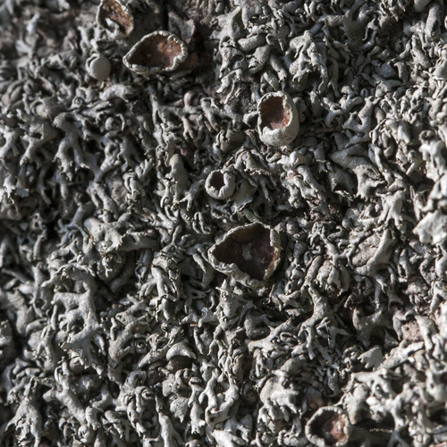 Representative image of Xanthoparmelia protomatrae