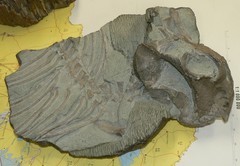 Dicynodontia