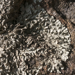 Xanthoparmelia protomatrae