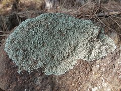 Xanthoparmelia protomatrae