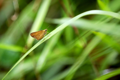 Polytremis lubricans