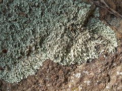 Xanthoparmelia protomatrae