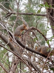 Sciurus niger