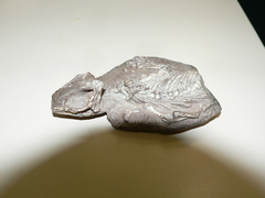 Reptilia