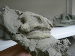Reptilia