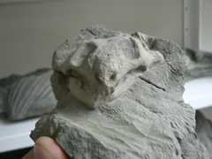 Reptilia
