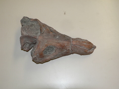 Cynodontia