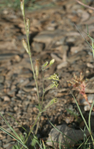 Silene pomelii subsp. adusta image