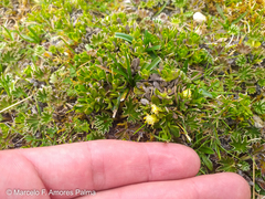 Baccharis caespitosa