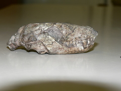 Thrinaxodon