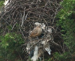 Phacellodomus striaticeps