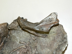 Cynodontia