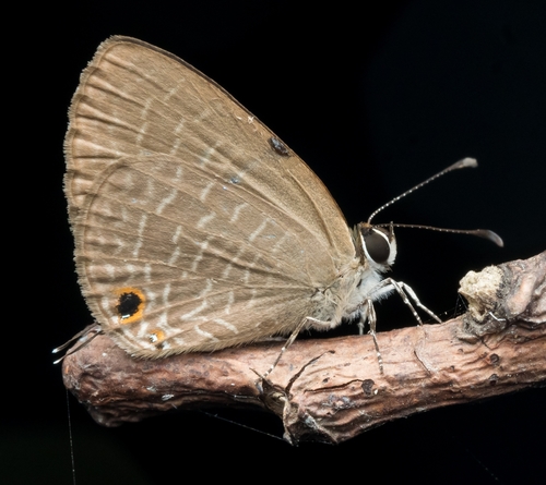 Dark Cerulean photo 4