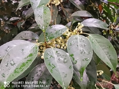 Elaeocarpus mastersii