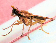 Trypetoptera canadensis