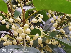 Elaeocarpus mastersii