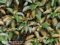 Elaeocarpus mastersii