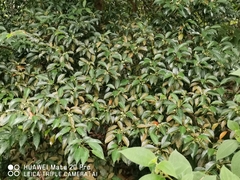 Elaeocarpus mastersii