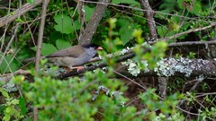 Sylvia nigricapillus