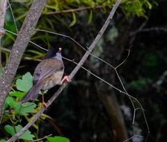 Sylvia nigricapillus