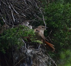 Phacellodomus striaticeps