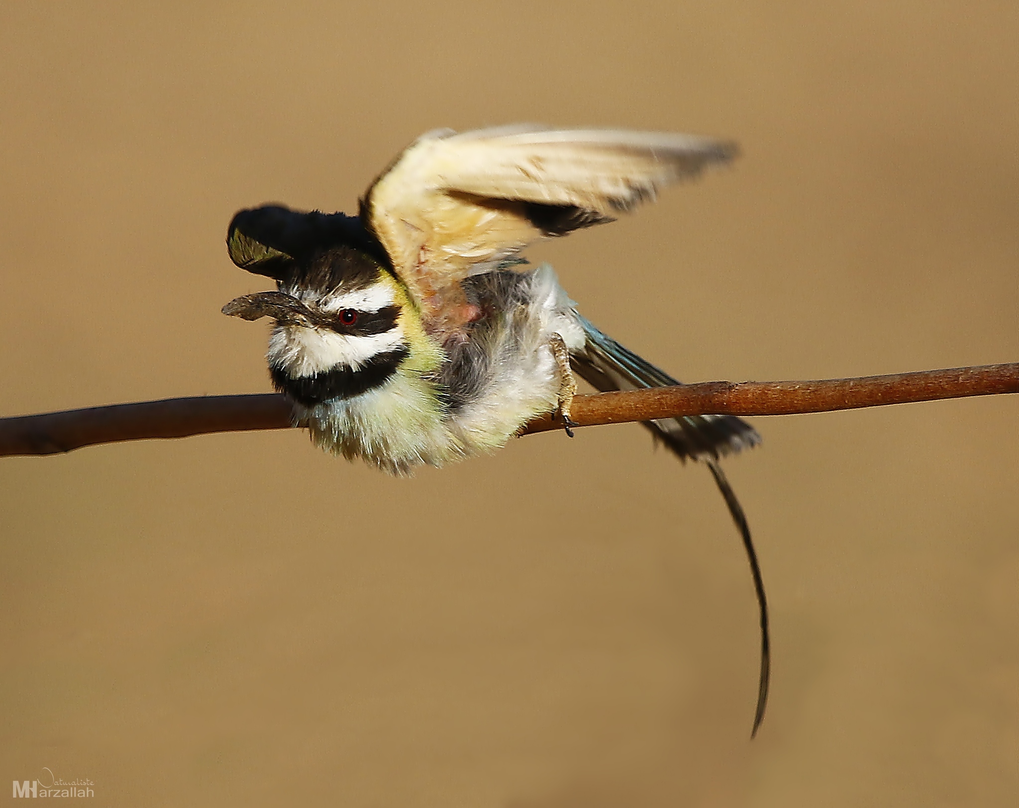 White-throated Bee-eater illustration