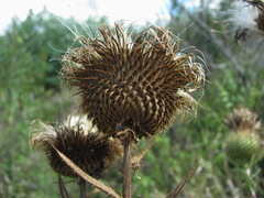 Cirsium ciliatum