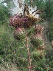 Cirsium ciliatum