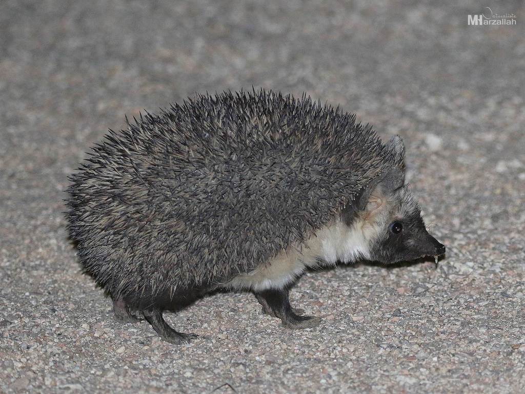 Desert Hedgehog