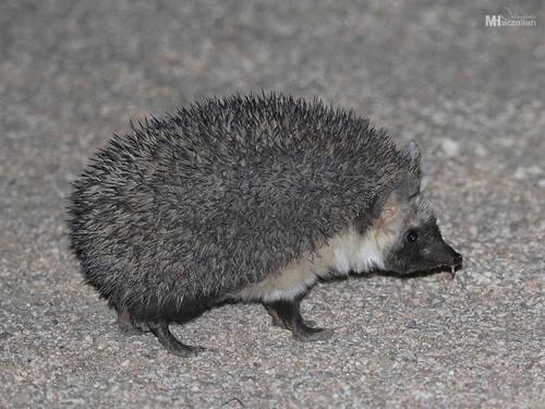 Desert Hedgehog
