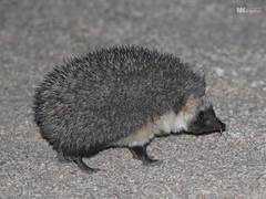 Paraechinus aethiopicus