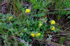Leobordea corymbosa