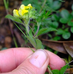 Leobordea corymbosa