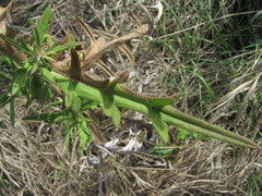 Cirsium ciliatum