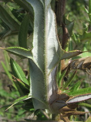 Cirsium ciliatum