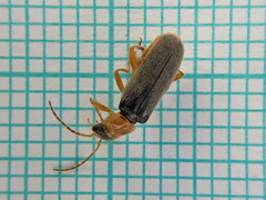 Cantharis lateralis