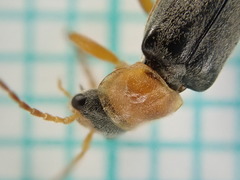 Cantharis lateralis