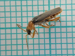 Cantharis lateralis