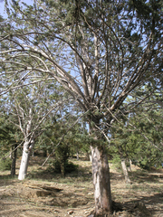 Cupressus atlantica