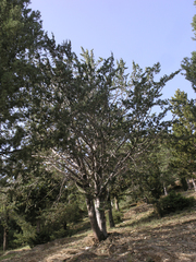 Cupressus atlantica