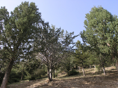Cupressus atlantica